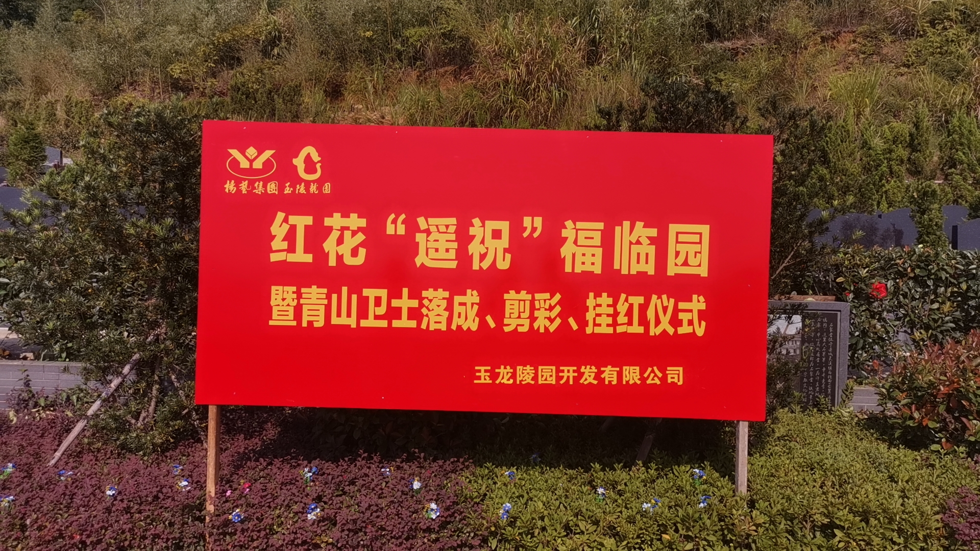 红花传爱意，情满玉龙园！